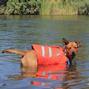 Dog Life Vest (Ruffwear)